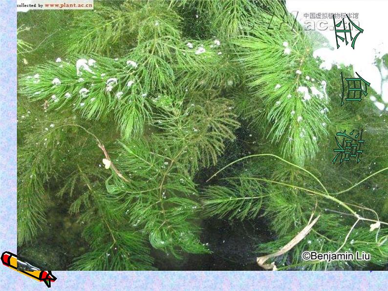 教科小学科学三上《1.4、观察水生植物》PPT课件(4)02