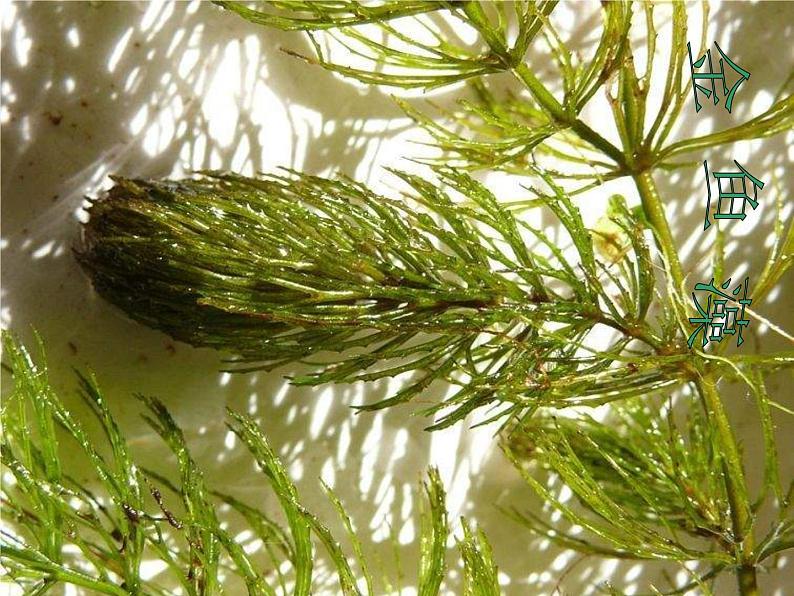 教科小学科学三上《1.4、观察水生植物》PPT课件(4)03