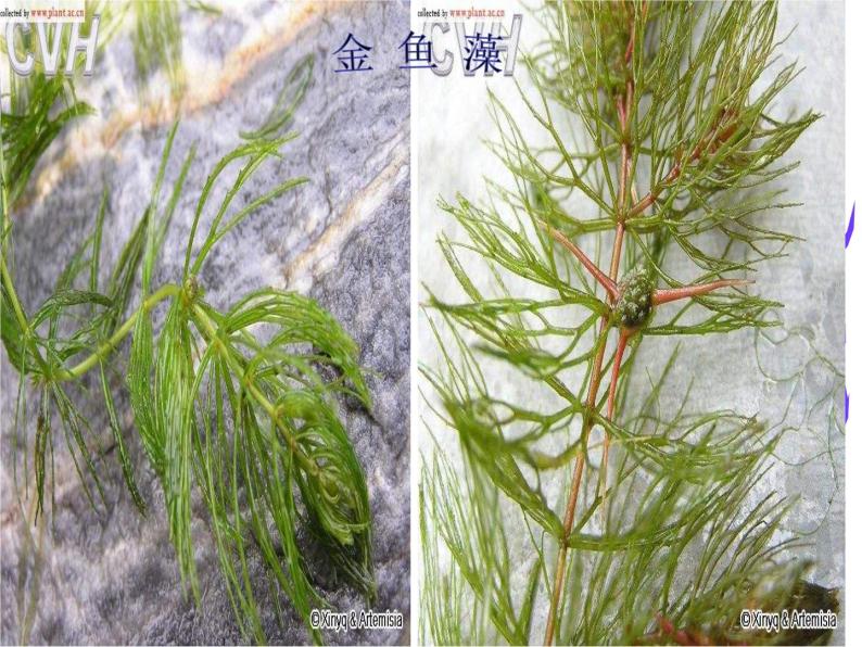 教科小学科学三上《1.4、观察水生植物》PPT课件(4)04