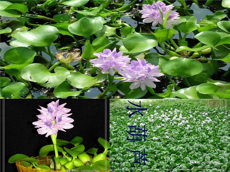 教科小学科学三上《1.4、观察水生植物》PPT课件(4)06