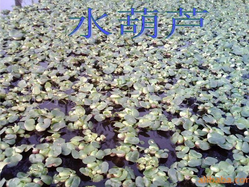 教科小学科学三上《1.4、观察水生植物》PPT课件(4)07