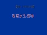 教科小学科学三上《1.4、观察水生植物》PPT课件(5)