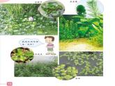 教科小学科学三上《1.4、观察水生植物》PPT课件(5)