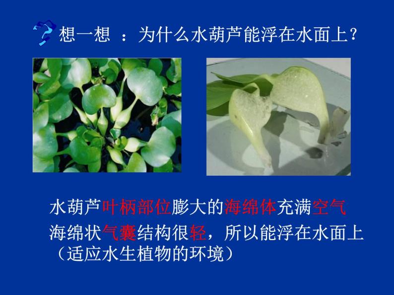 教科小学科学三上《1.4、观察水生植物》PPT课件(5)07