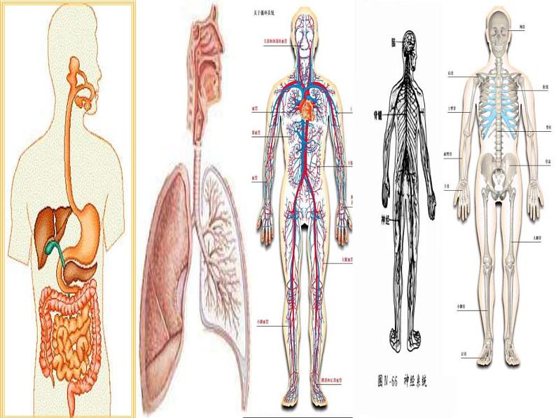 冀教小学科学六下册《4人体的组成》PPT课件 (2)第2页