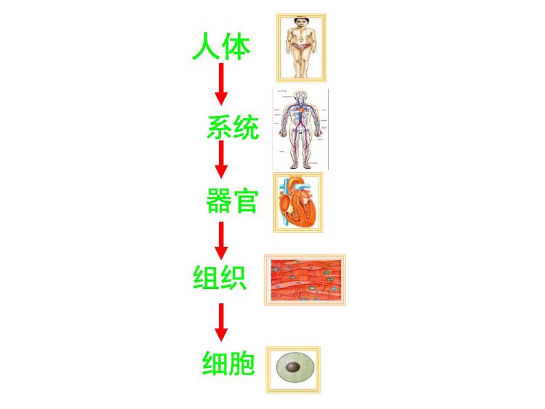 冀教小学科学六下册《4人体的组成》PPT课件 (2)第4页