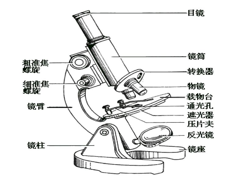 冀教小学科学六下册《4人体的组成》PPT课件 (2)第5页