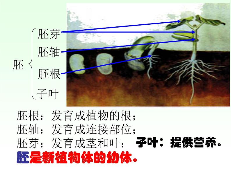 人教小学科学2.1植物的种子课件08