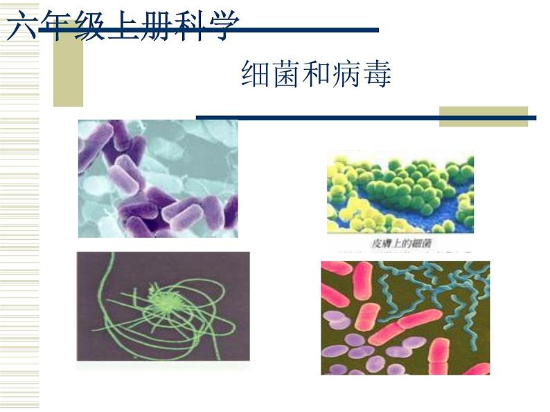 《5 细菌和病毒》课件01