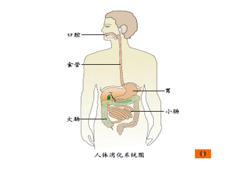 鄂教版小学科学三上《6食物的消化》PPT课件第3页