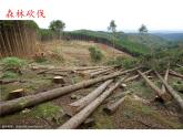 教科版科学六年级下册 4.8 环境问题和我们的行动(1) 课件
