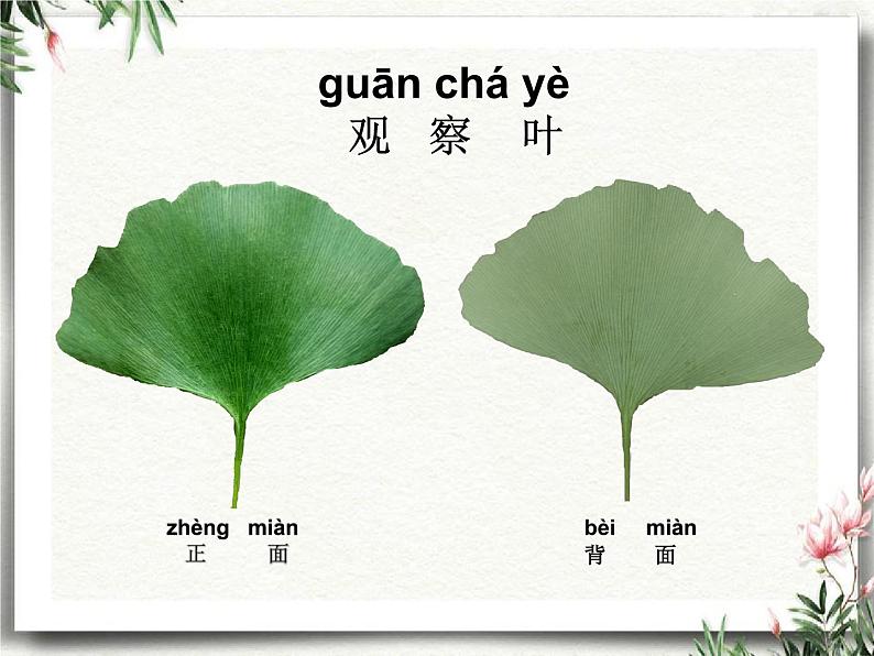 教科版（2017秋）一年级上册  这是谁的叶(2) 课件04