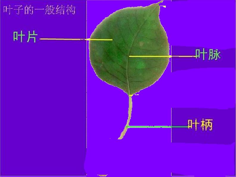 教科版（2017秋）一年级上册  观察叶 课件07