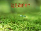 教科版（2017秋）一年级上册  这是谁的叶 课件