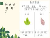 教科版小学科学一年级上册4.《这是谁的叶》课件