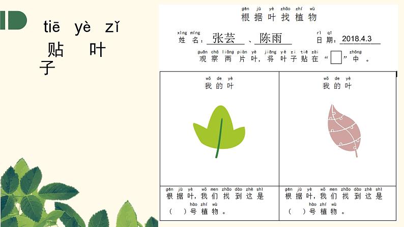 教科版小学科学一年级上册4.《这是谁的叶》课件第4页