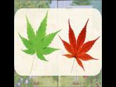 教科版小學(xué)科學(xué)一年級(jí)上冊(cè)4.《這是誰的葉》課件