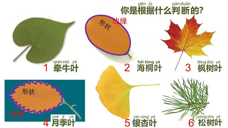 教科版（2017秋）一年级上册  这是谁的叶(1)课件02