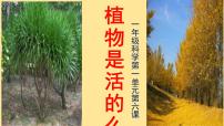 科学5.植物是“活”的吗课文配套课件ppt