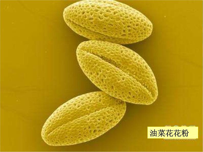 教科版科学六年级下册 1.4 怎样放得更大（课件）第5页