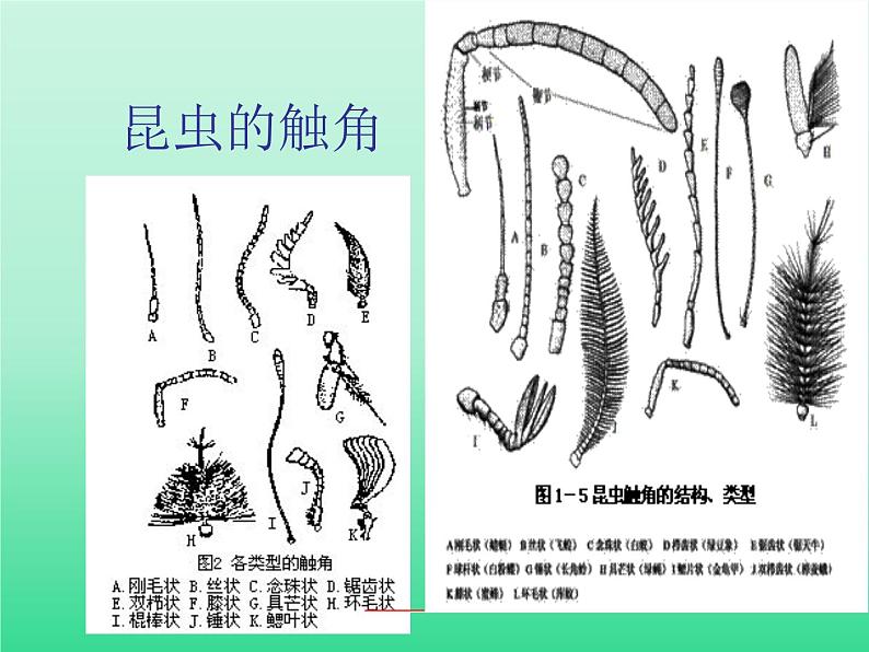 教科版科学六年级下册 1.2 放大镜下的昆虫世界_（课件）第7页