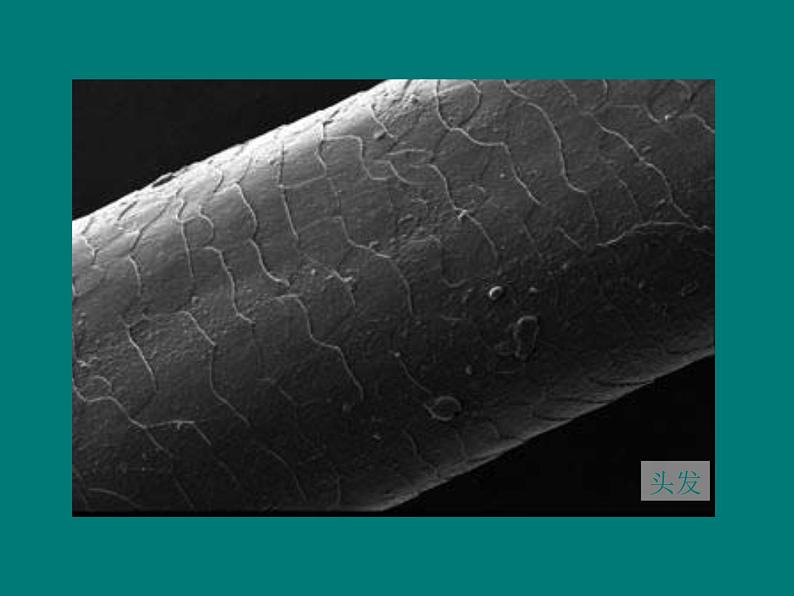 教科版科学六年级下册 1.5 用显微镜观察身边的生命世界(一) 3（课件）第2页