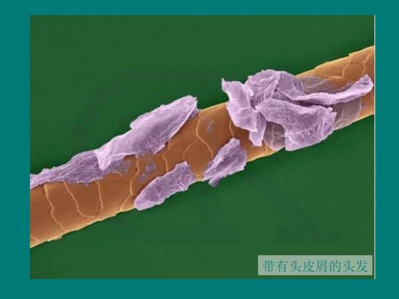 教科版科学六年级下册 1.5 用显微镜观察身边的生命世界(一) 3（课件）第3页