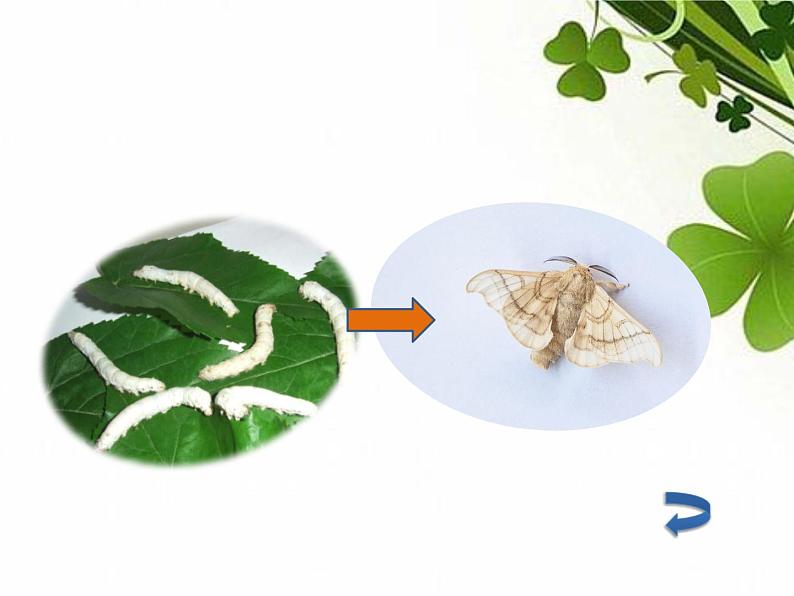 教科版科学六年级下册 1.2 放大镜下的昆虫世界（课件）02