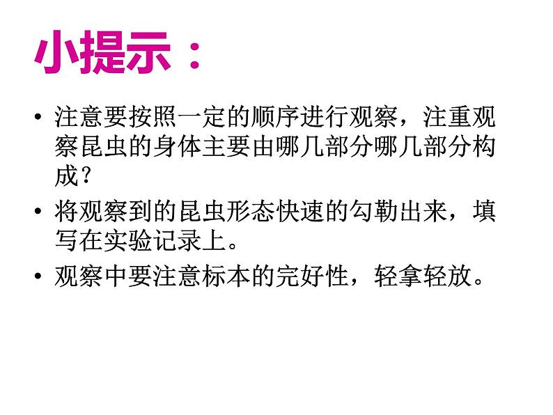 教科版科学六年级下册 1.2 放大镜下的昆虫世界（课件）07