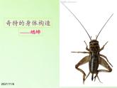 教科版科学六年级下册 1.2 放大镜下的昆虫世界(8)（课件）