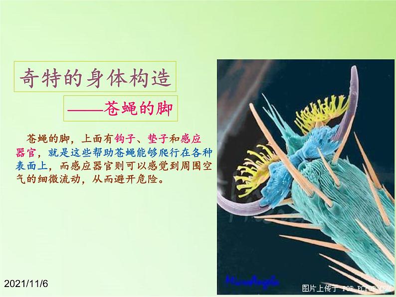 教科版科学六年级下册 1.2 放大镜下的昆虫世界(8)（课件）08