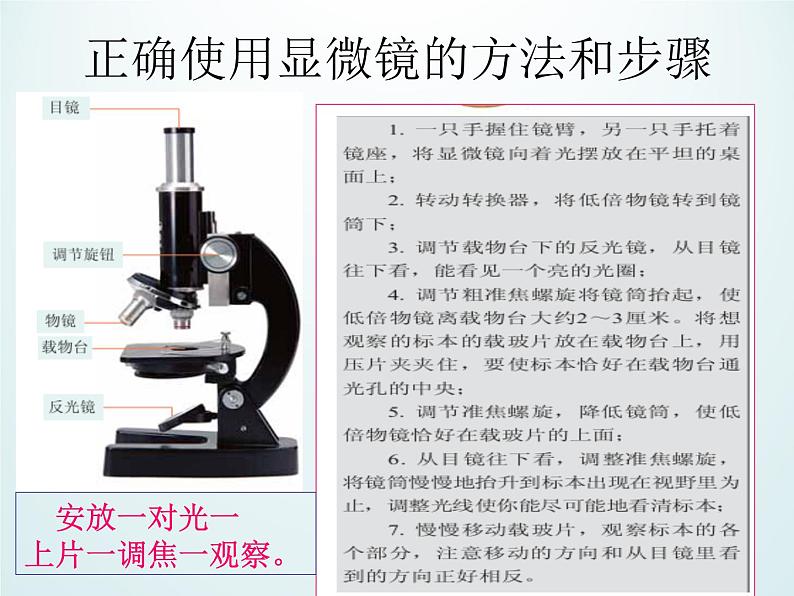 教科版科学六年级下册 1.5 用显微镜观察身边的生命世界（一）_(1)（课件）第6页