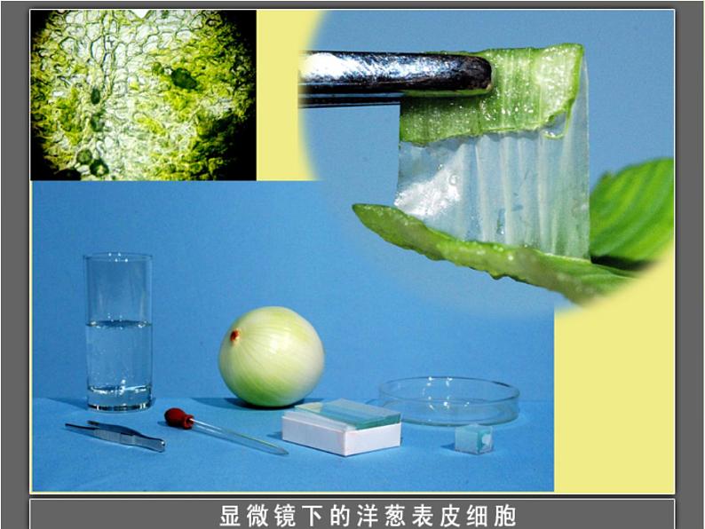 教科版科学六年级下册 1.5 用显微镜观察身边的生命世界（一）(4)（课件）03