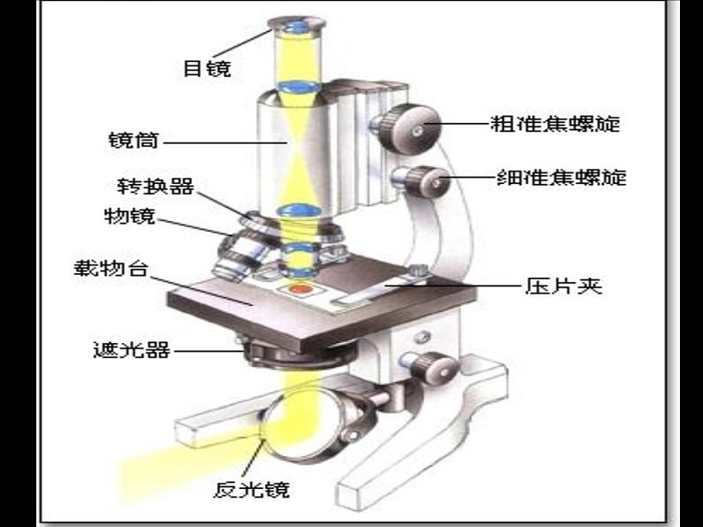 教科版科学六年级下册 1.5 用显微镜观察身边的生命世界（一）(4)（课件）05