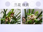教科版科學(xué)六年級(jí)下冊(cè) 1.5 用顯微鏡觀察身邊的生命世界（一）_(3)（課件）