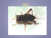 教科版科学六年级下册 1.2 放大镜下的昆虫世界_(3)（课件）