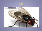 教科版科学六年级下册 1.2 放大镜下的昆虫世界_(3)（课件）
