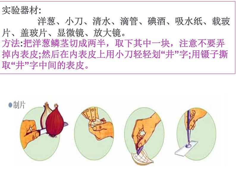 教科版科学六年级下册 1.5 用显微镜观察身边的生命世界（一） (2)（课件）05