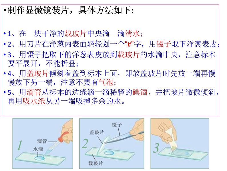 教科版科学六年级下册 1.5 用显微镜观察身边的生命世界（一） (2)（课件）07