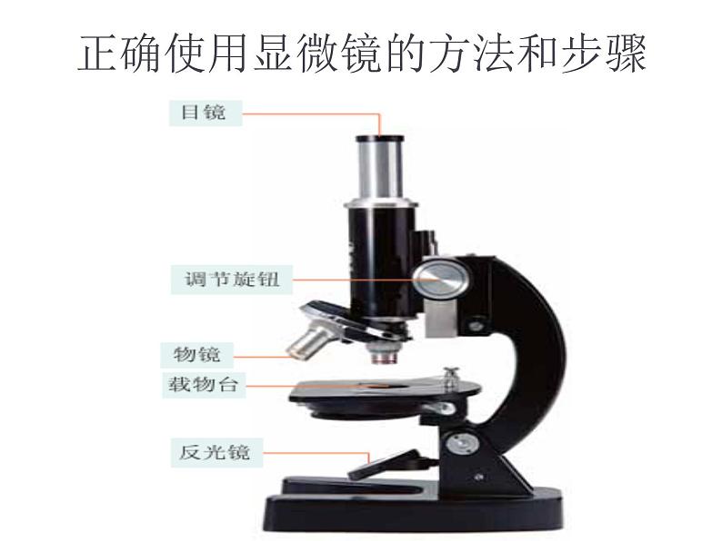 教科版科学六年级下册 1.5 用显微镜观察身边的生命世界（一） (2)（课件）08