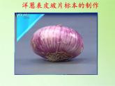 教科版科學(xué)六年級(jí)下冊(cè) 1.5 用顯微鏡觀察身邊的生命世界（一）(3)（課件）