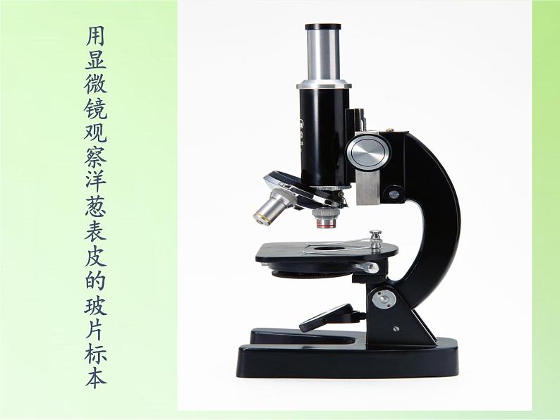 教科版科学六年级下册 1.5 用显微镜观察身边的生命世界（一）(3)（课件）第4页