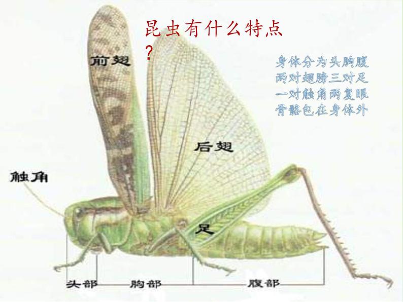 教科版科学六年级下册 1.2 放大镜下的昆虫世界(5)（课件）第3页