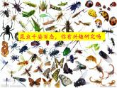 教科版科学六年级下册 1.2 放大镜下的昆虫世界(5)（课件）