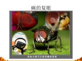 教科版科学六年级下册 1.2 放大镜下的昆虫世界_(2)（课件）