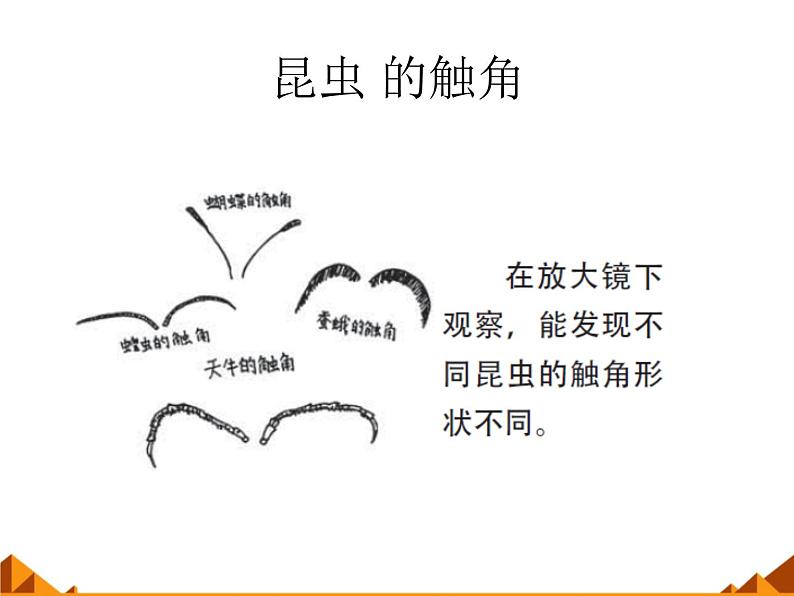 教科版科学六年级下册 1.2 放大镜下的昆虫世界_(2)（课件）第8页