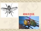 教科版科学六年级下册 1.2 《放大镜下的昆虫世界》(2)（课件）