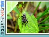 教科版科学六年级下册 1.2 放大镜下的昆虫世界_(1)（课件）