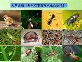 教科版科学六年级下册 1.2 放大镜下的昆虫世界(3)（课件）