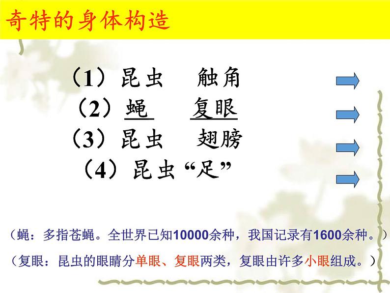 教科版科学六年级下册 1.2 放大镜下的昆虫世界(3)（课件）08